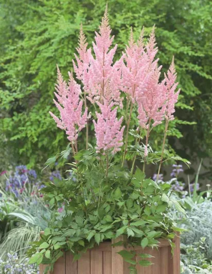 Chinese Astilbe 'Vision Inferno', False Spirea 'Vision Inferno', False Goat's Beard 'Vision Inferno', Astilbe 'Vision Inferno', Astilbe 'Vision in Red', Astilbe 'Vision in White'
