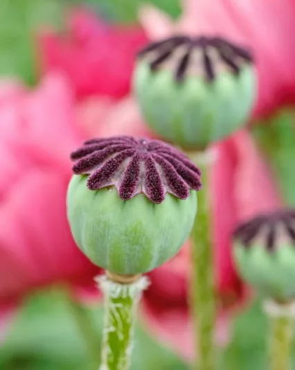 Papaver Orientale 'Marlene', Oriental Poppy 'Marlene', Pink Poppy, Pink Flower, Pink Papaver, Pink Orientale Poppy