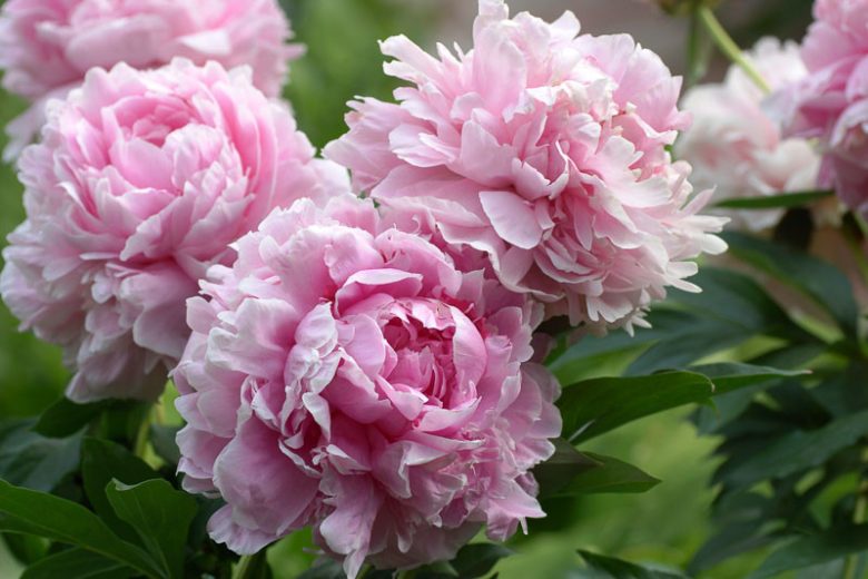 Paeonia Lactiflora 'Sarah Bernhardt', Peony 'Sarah Bernhardt', 'Sarah Bernhardt' Peony, White flowers, White Peonies, Pink Flowers, Pink Peonies, Fragrant Peonies
