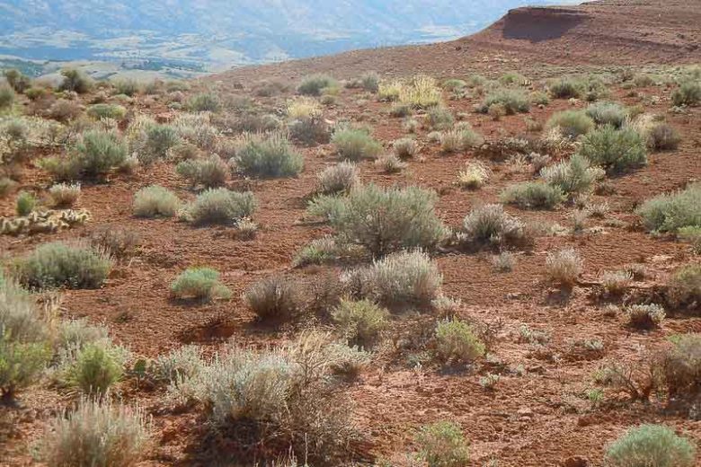 Artemisia tridentata, Big Sagebrush, Great Basin Sagebrush, Common Sagebrush, Blue Sagebrush, Mountain Sagebrush