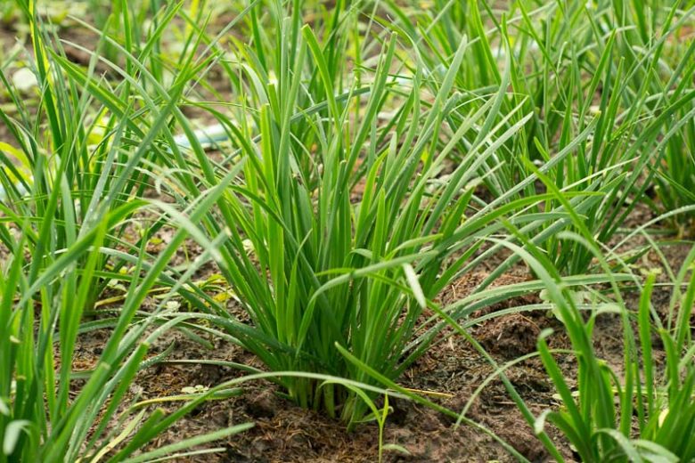 Allium tuberosum, Chinese Chives, Garlic Chives, Oriental Garlic, Chives, Chives Plant, Chives Flower, Aromatic Herb, Cooking Herb