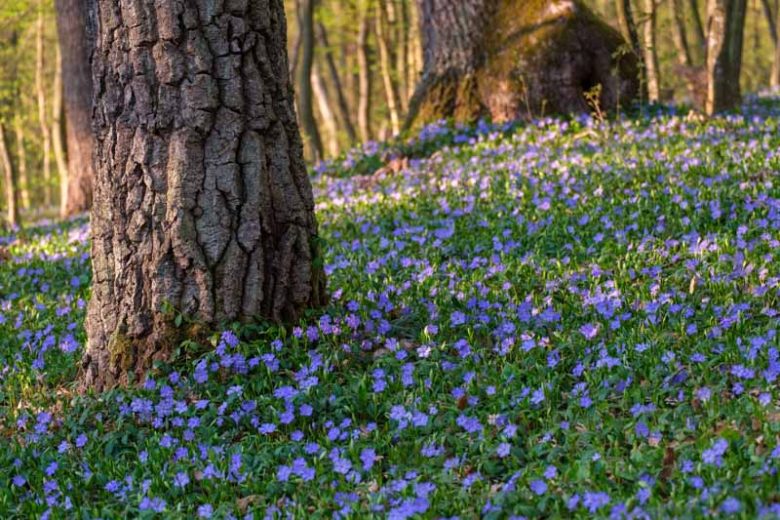 Vinca minor, Lesser Periwinkle, Dwarf Periwinkle, Creeping Myrtle, Evergreen Perennial, Evergreen Ground Cover, Evergreen Groundcover, Blue Flowers, Lavender Flowers