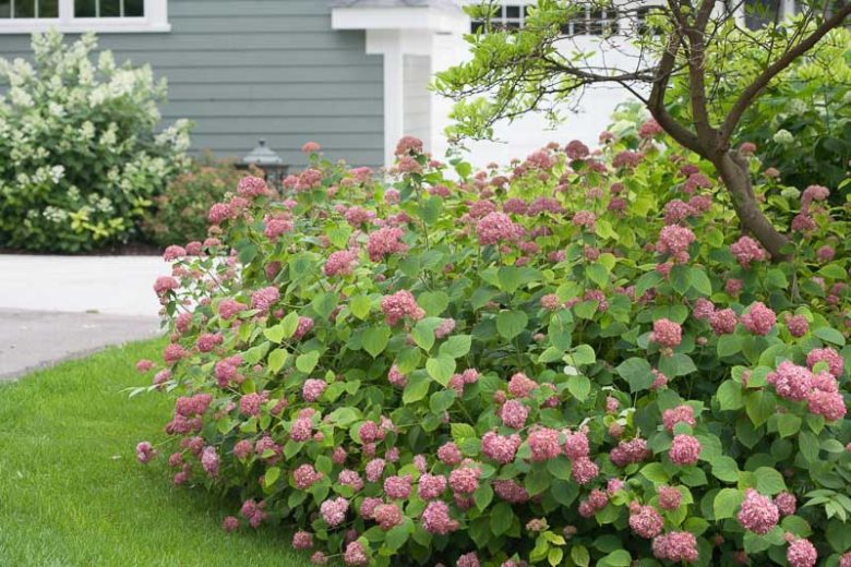 Hydrangea Arborescens Invincibelle® Spirit, Invincibelle® Spirit Smooth Hydrangea, Invincibelle® Spirit Wild Hydrangea, Smooth Hydrangea Invincibelle® Spirit, Wild Hydrangea Invincibelle® Spirit, Hydrangea Invincibelle, Pink hydrangea