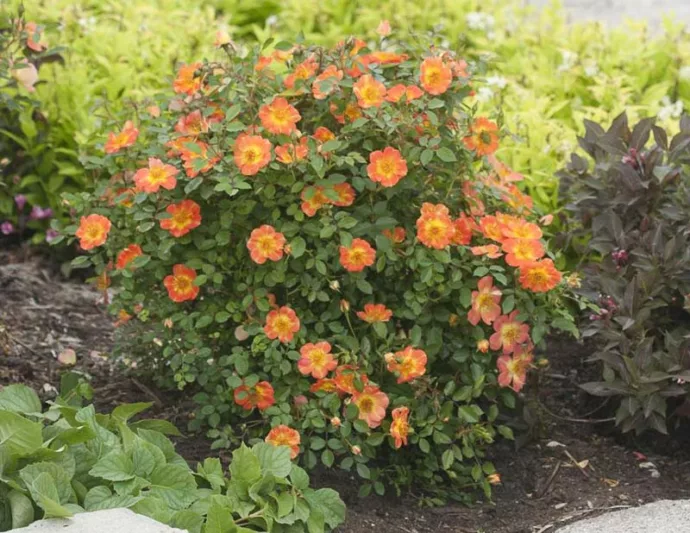 Rose Oso Easy Paprika, Rosa Oso Easy Paprika, Oso Easy Paprika Rose, Shrub Roses, Rose bushes, Garden Roses, Rosa 'ChewMayTime', Orange Roses, Orange Flowers, Groundcover Rose