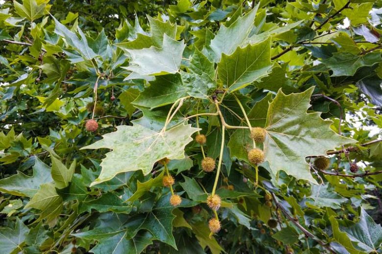 Platanus x acerifolia, London Plane Tree, Maple Leaved Plane Tree, Platanus x hybrida, Platanus x hispanica, Deciduous Tree, Beautiful Bark, Fall Color