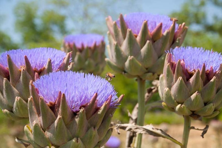 Cynara cardunculus, Globe Artichoke, Cardoon, Prickly Artichoke, Purple flowers, Drought Tolerant plant, AGM plant