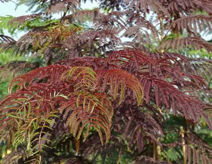 Albizia julibrissin Summer Chocolate, Albizia julibrissin, Silk Tree, Mimosa, Dark foliage, pink flowers, fragrant shrub