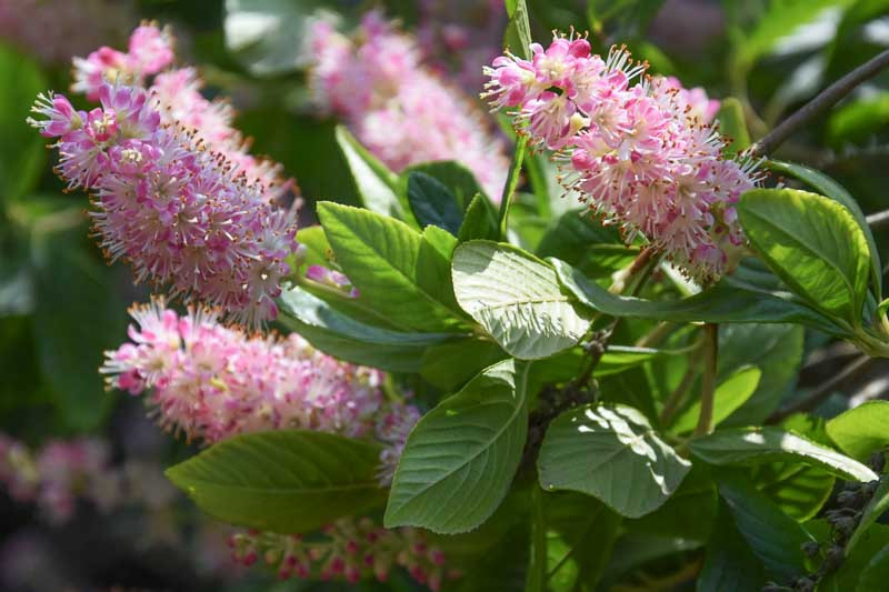 Clethra Alnifolia 'Ruby Spice', Sweet Pepper Bush 'Ruby Spice', Sweet Pepperbush 'Ruby Spice', Summer Sweet 'Ruby Spice', Summersweet 'Ruby Spice', clethra barbinervis, Japanese Sweet shrub,C