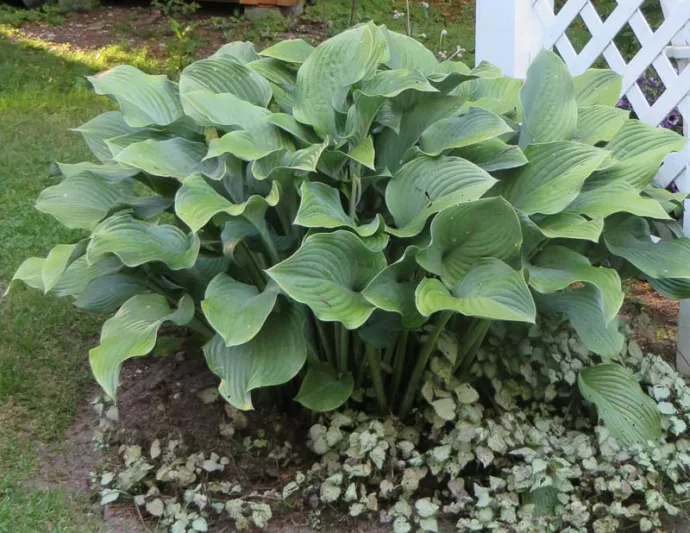 Hosta Krossa Regal, Plantain Lily Krossa Regal, Krossa Regal Hosta', Big Hosta, Shade perennials, Plants for shade