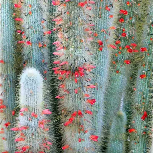 Cleistocactus strausii, Silver Torch, Wooly Torch, Silver Torch Cactus, Borzicactus strausii, Cephalocereus strausii, Cereus strausii, Denmoza strausii