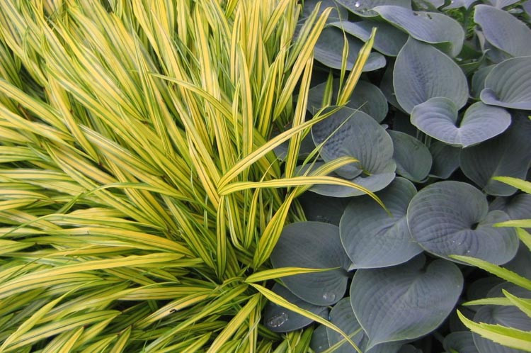 Hosta Hadspen Blue, Plantain Lily 'Hadspen Blue', 'Hadspen Blue' Hosta, Hosta × tardiana 'Hadspen Blue', Blue Hosta, Shade perennials, Plants for shade