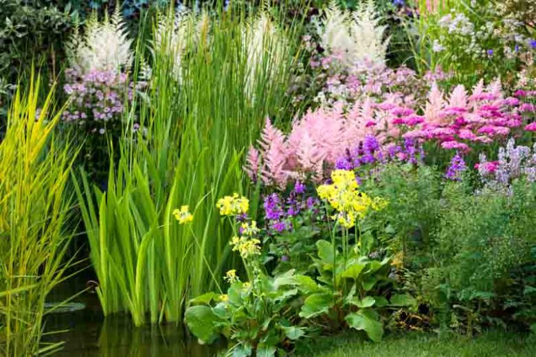 Primula Florindae, Giant Cowslip, Tibetan Cowslip, Bog Primula, Himalayan Cowslip, Tibetan Primrose, Florinda Primrose, yellow flowers, plants for shade, deer resistant plants, deer resistant perennials