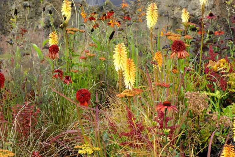 Yarrow, Red Hot Pocker, Coneflower, Achilla, Kniphofia, Echinacea