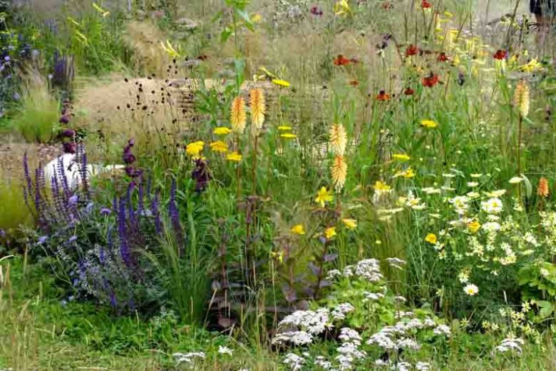 Ammi majus, Queen Anne's Lace, Bullwort, Common Bishop's Weed, False Bishop's Weed, Herb William, False Queen Anne's Lace, Bishop's Weed, White Dill