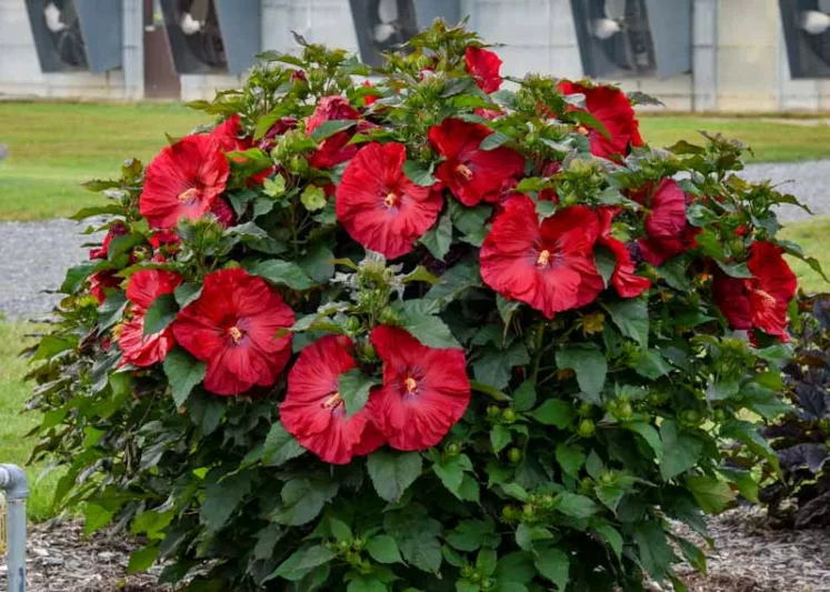 Hibiscus 'Valentine's Crush', Rose Mallow 'Valentine's Crush', Shrub Althea 'Valentine's Crush', Summerific Collection, Flowering Shrub, Red flowers, Red Hibiscus