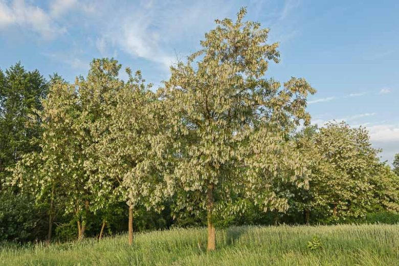 Robinia pseudoacacia,Common Robinia, False Acacia, Bastard Acacia, Black Locust, Fragrant White Locust, Locust, Yellow Locust, White flowers, Fragrant flowers, Fragrant tree