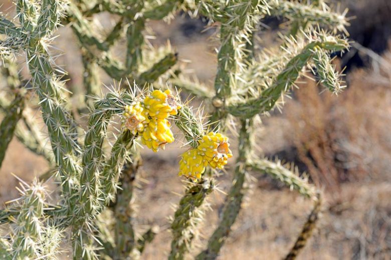 Cylindropuntia imbricata, Tree Cholla, Walking Stick Cholla, Cholla, Cane Cactus, Candelabrum Cactus, Cane Cholla, Coyote Candles, Opuntia imbricata