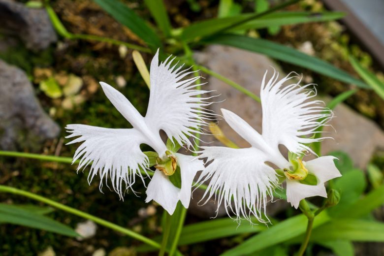 Habenaria radiata, White Egret Orchid, Fringed Orchid, Sagisō, Hardy Orchid, Bog Orchid