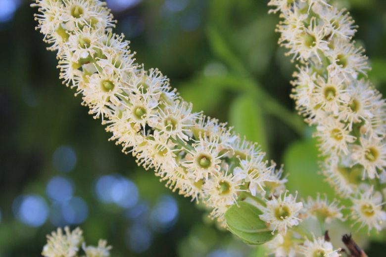 Prunus ilicifolia, Hollyleaf Cherry, Holly-Leaved Cherry, Evergreen Cherry, Evergreen Shrub, Evergreen Tree, Cherry Tree, Fragrant Shrub, Fragrant Tree