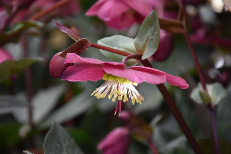 Helleborus 'Anna's Red', Anna's Red Hellebore, Hellebore Anna's Red, Red Hellebore, Single Hellebore