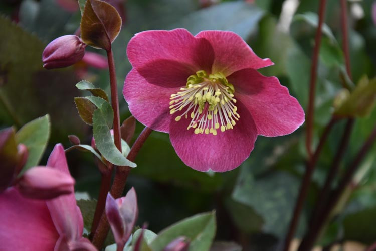 Helleborus 'Anna's Red', Anna's Red Hellebore, Hellebore Anna's Red, Red Hellebore, Single Hellebore
