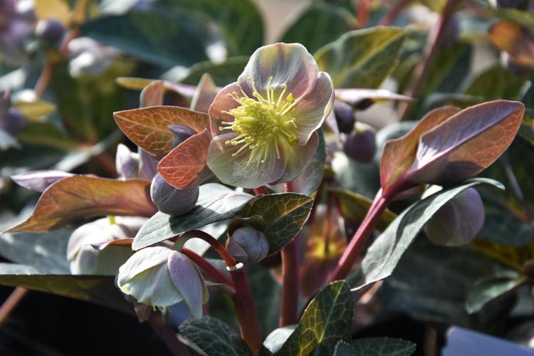 Helleborus Lividus,Majorcan Hellebore, Blue-Grey Hellebore, Purple Hellebore, Pink flowers, Pink Hellebores, shade plants