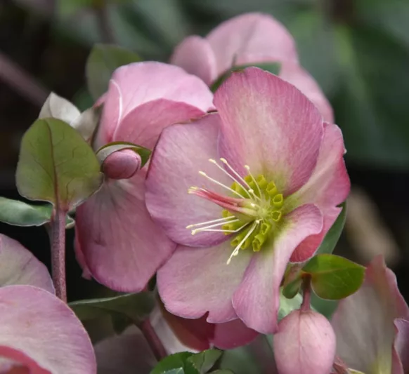 Helleborus 'Penny's Pink',Hellebore 'Penny's Pink', Lenten Rose 'Penny's Pink', Rodney Davey Marbled Group, Pink Hellebore, Single Hellebore