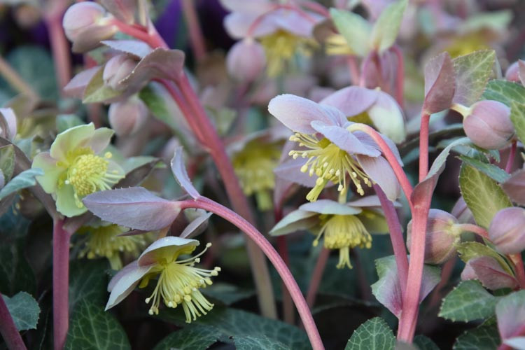 Helleborus Lividus,Majorcan Hellebore, Blue-Grey Hellebore, Purple Hellebore, Pink flowers, Pink Hellebores, shade plants