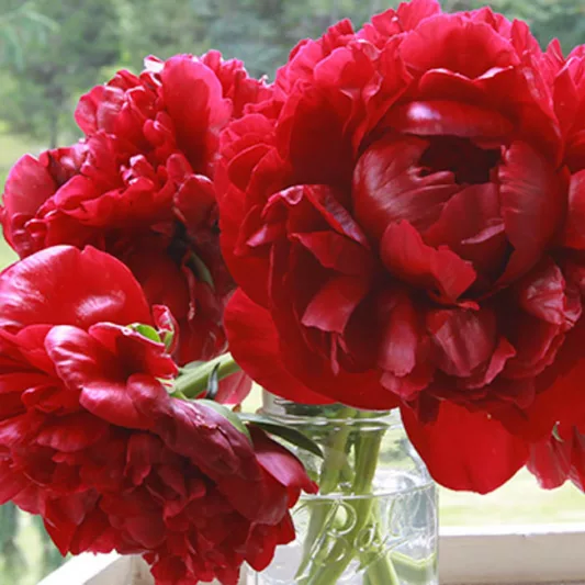 Paeonia 'Henry Bockstoce', Peony 'Henry Bockstoce', 'Henry Bockstoce' Peony, Red Peonies, Red Flowers, Fragrant Peonies