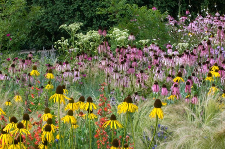 Echinacea Paradoxa, Yellow Coneflower, Bush's Purple Coneflower, Ozark Coneflower, Yellow Echinacea, Coneflower, Cone flowers, Coneflowers