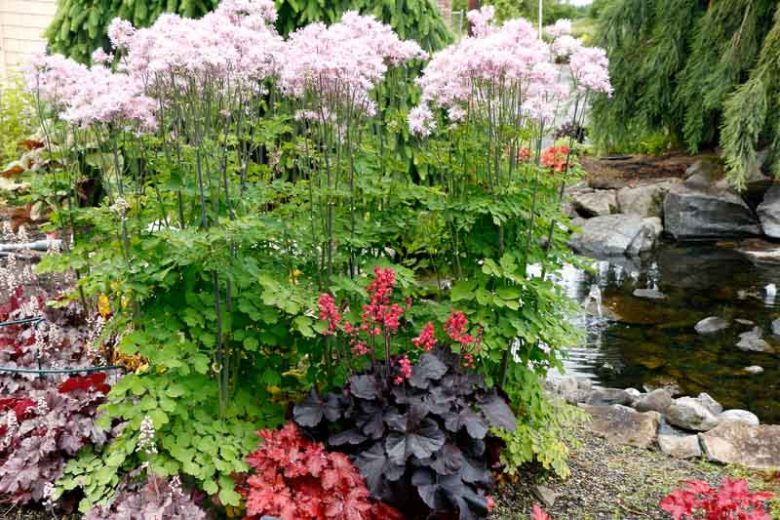 Heuchera 'Black Forest Cake', Coral Bells 'Black Forest Cake', Alum Root 'Black Forest Cake', Coral Flower 'Black Forest Cake', Shade plants, Evergreen plants, Black Heuchera, Purple Heuchera, Maroon Heuchera
