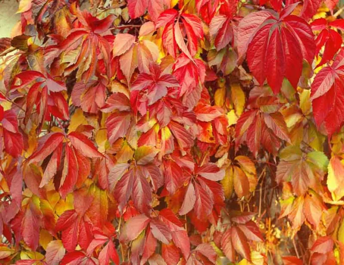 Parthenocissus quinquefolia, Virginia Creeper, American Ivy, American Woodbine, False Grape, Five-Leaved Ivy, Five-Leaves, True Virginia Creeper, Wild Wood Vine, Woodbine, Deciduous Vines, Red Vines