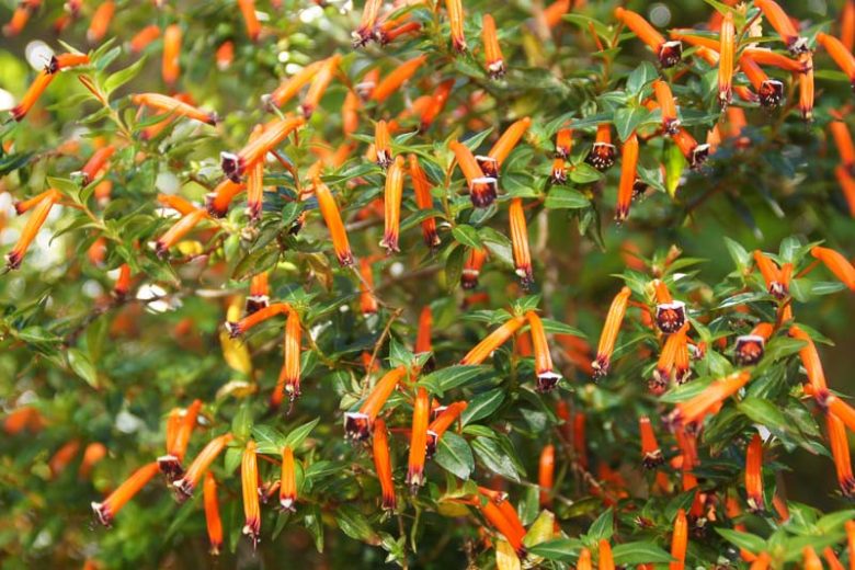Cuphea ignea, Cigar Flower, Cigar Plant, Firecracker Plant, Mexican Cigar Flower, Red-White-And-Blue Flower, Vegetable Firecracker, Red Cuphea, Red Flowers, Orange Cuphea, Orange Flowers