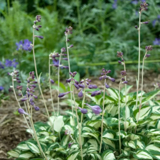 Hosta Pandora's Box, Variegated Plantain lily, Pandora's Box Hosta, Miniature Hosta, Plantain Lily Pandora's Box, Shade perennials, Plants for shade