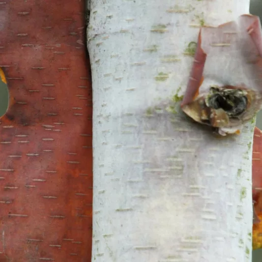 Betula albosinensis var. septentrionalis, Chinese Red Birch, Tree with fall color, Fall color, Attractive bark Tree, Chinese Red Birch, Red Bark