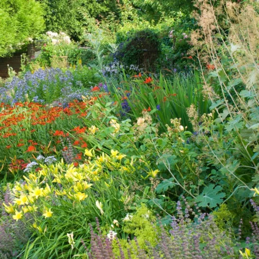 Macleaya Microcarpa 'Kelway's Coral Plume', Plume Poppy 'Kelway's Coral Plume', Macleaya microcarpa 'Coral Plume'