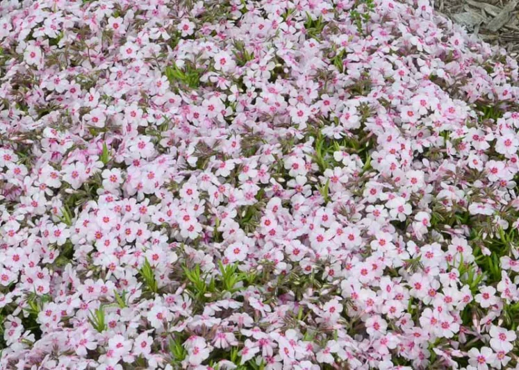 Phlox Subulata 'Coral Eye', Phlox 'Coral Eye, Alpine Phlox 'Coral Eye', Moss Phlox 'Coral Eye', Creeping phlox 'Coral Eye', White Phlox, White flowers