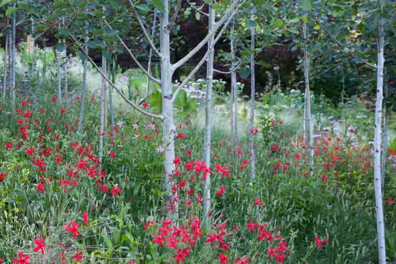 Silene virginica, Fire Pink, Cliff Pink, Red flowers, Drought tolerant plants