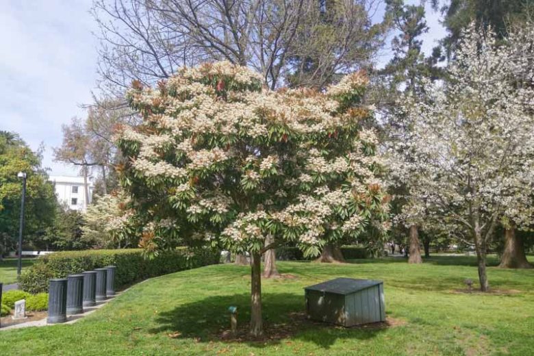 Eriobotrya japonica, Japanese Loquat, Japanese Medlar, Japanese Plum, Nispero, Evergreen Tree, Fruit Tree