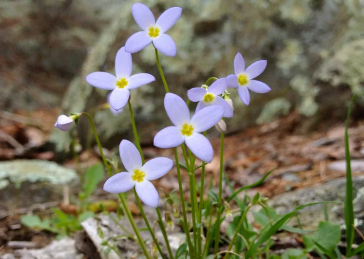 Houstonia caerulea, Azure Bluet, Quaker Ladies, Bluets, Hedyotis caerulea, Blue flowers, Drought tolerant plants, Blue Ground Covers