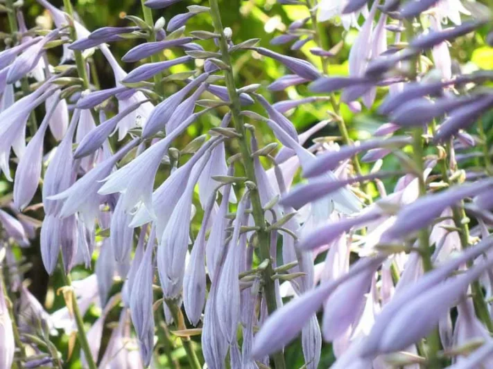 Hosta Guacamole, Variegated Plantain lily, Plantain Lily 'Guacamole', Shade perennials, Plants for shade
