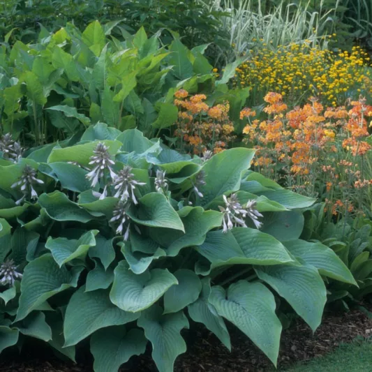 Hosta sieboldiana var. elegans, Giant Blue Hosta, Hosta Glauca, Hosta 'Blue Angel', Hosta sieboldiana 'Elegans', Shade perennials, Plants for shade