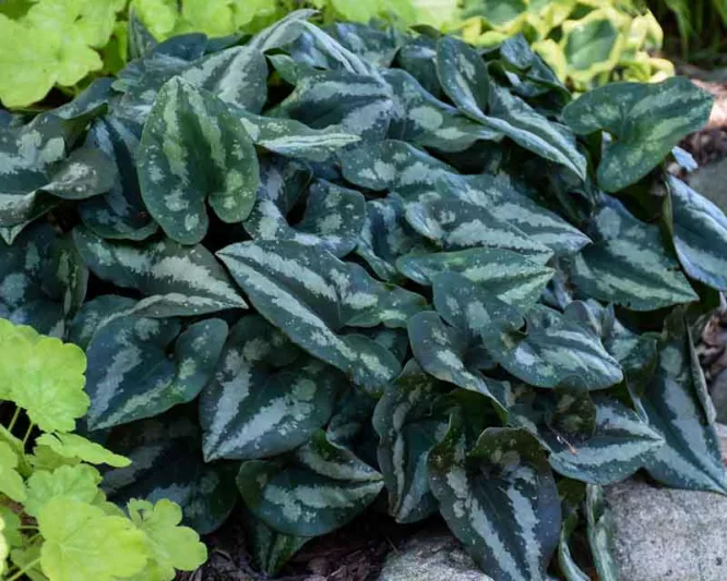 Asarum splendens, Chinese Wild Ginger, Asarum chingchengense, Shade perennials, Plants for shade, Groundcover, ground cover for shade