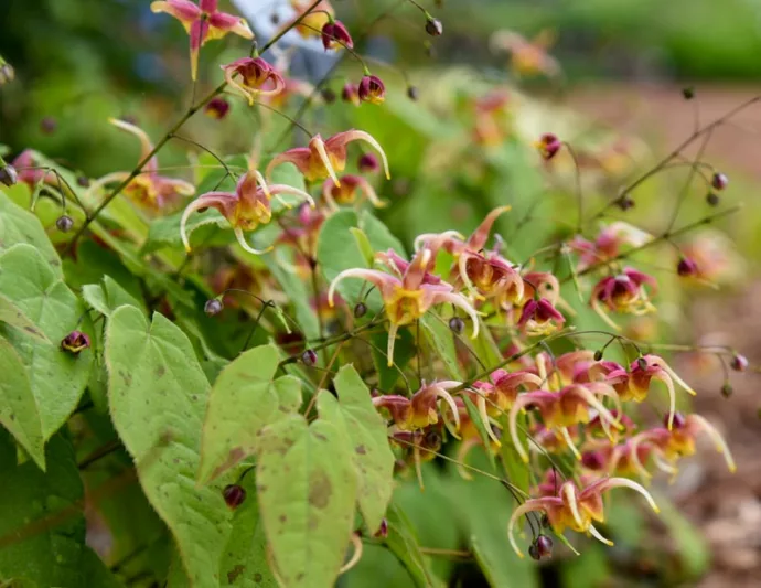Epimedium x omeiense 'Rigoletto', Barrenwort 'Rigoletto', Bishop's Hat 'Rigoletto', Bishop's Mitre 'Rigoletto', Fairy Wings 'Rigoletto', Epimedium x omeiense 'Akane', Shade Plants, Shade Perennials, Pink Flowers, Groundcovers, Ground Cover