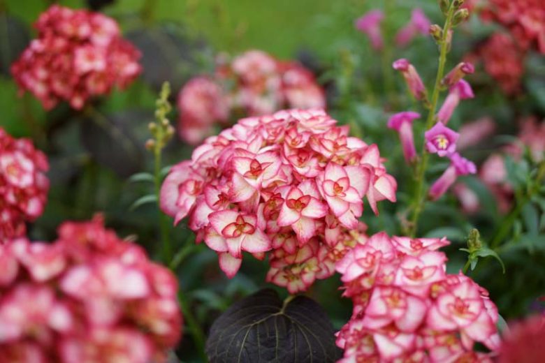 Hydrangea Macrophylla 'Miss Saori', Bigleaf Hydrangea 'Miss Saori', Mophead Hydrangea 'Miss Saori', You-Me Series, Pink Hydrangea, Blue Hydrangea, Double Hydrangea