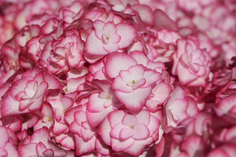 Hydrangea Macrophylla 'Miss Saori', Bigleaf Hydrangea 'Miss Saori', Mophead Hydrangea 'Miss Saori', You-Me Series, Pink Hydrangea, Blue Hydrangea, Double Hydrangea