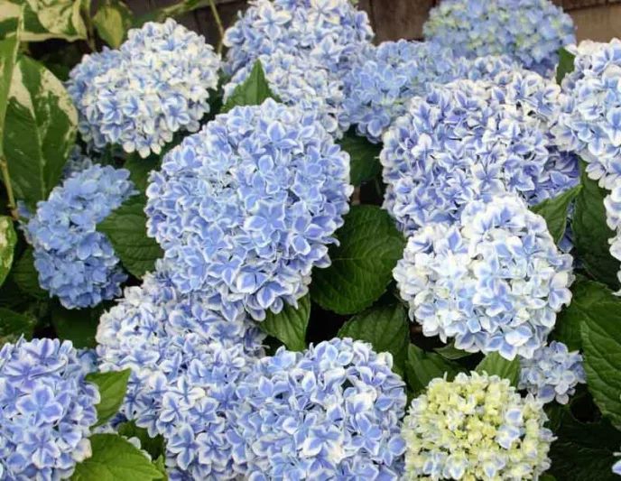 Hydrangea Macrophylla 'Peppermint', Bigleaf Hydrangea 'Peppermint', Hydrangea 'Peppermint', Hydrangea 'REI13', Forever & Ever Series, Pink Hydrangea, Blue Hydrangea, Bicolor Hydrangea