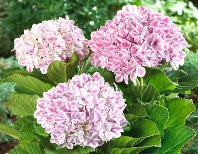 Hydrangea Macrophylla 'Peppermint', Bigleaf Hydrangea 'Peppermint', Hydrangea 'Peppermint', Hydrangea 'REI13', Forever & Ever Series, Pink Hydrangea, Blue Hydrangea, Bicolor Hydrangea