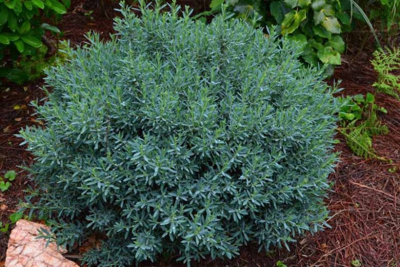 Hypericum Kalmianum Cobalt-n-Gold™, Kalm St. John's Wort Cobalt-n-Gold™, Evergreen Shrub, yellow flowers, Hypericum, St John's Wort, Blue Foliage, Yellow Flowers,