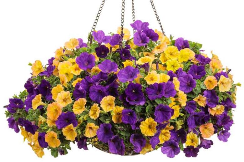 Petunia, Annual flowers, Wave Petunia, Tidal Wave Petunia, Easy Wave Petunia, Supertunia, Surfinia Petunias, Picobella Petunias, Shock Wave Petunias